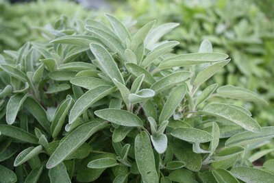 Sauge officinale