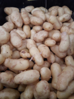 Pomme de terre bf 15