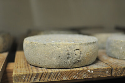 Tomme de vache