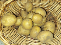 Pomme de terre nouvelle sirtema