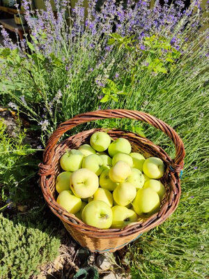 Pommes de moisson