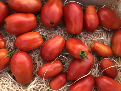 Tomates roma bio