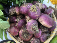 Navets bio  type boule d'or