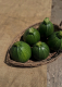 Courgette ronde - image 2