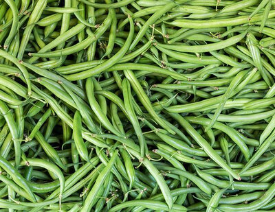 Haricot vert bio