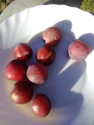 Prunes