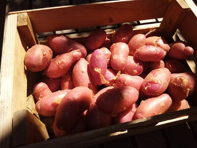 Pomme de terre nouvelle variété 'cheyenne'