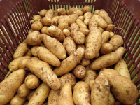 Pomme de terre ratte