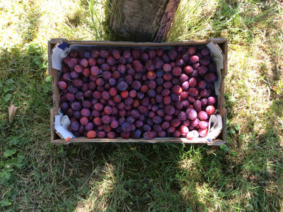 Prunes rouges (cirettes)