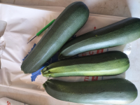 Courgette gros modèle