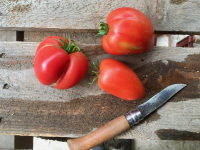 Tomates anciennes