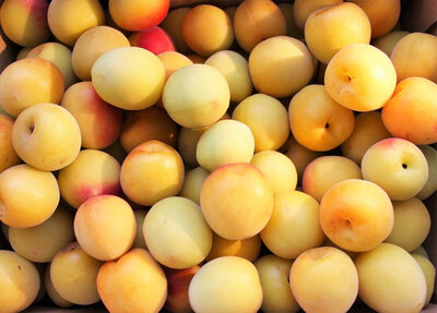Prune golden japan bio
