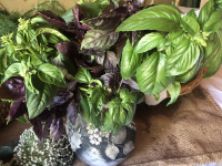 Bouquet de basilic pourpre et vert