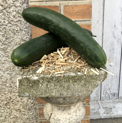 Concombre