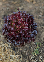 Feuille de chêne rouge