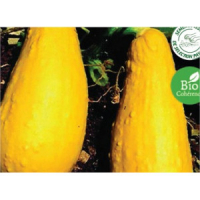 Courgette yellow straight nech bio