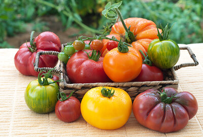 Tomates  1 kg