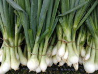 Oignon blanc botte/vrac selon tiges