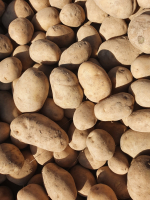 Pommes de terre bio à tout faire