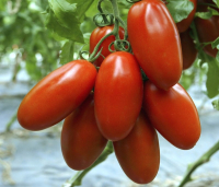 Tomate 'olivette' bio en caisse
