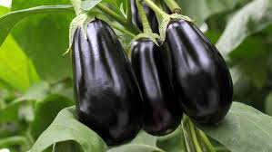 Black beauty
