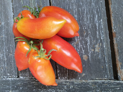 Tomates andine cornues bio