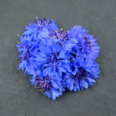 Fleurs de bleuet