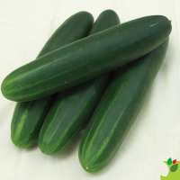 Concombre court tanja