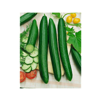 Concombre rollinson's telegraph