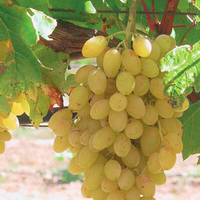 Raisin blanc de table
