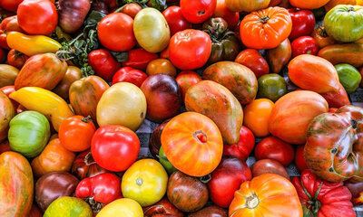 Tomate 'anciennes' ou douces