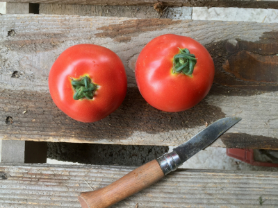 Tomates rondes