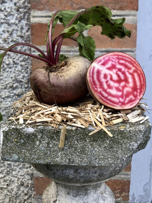 Betterave chioggia