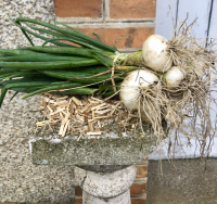 Oignons nouveaux - blancs