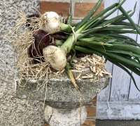 Oignons nouveaux- rouges et blancs
