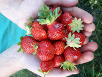 Fraises - barquette 500g