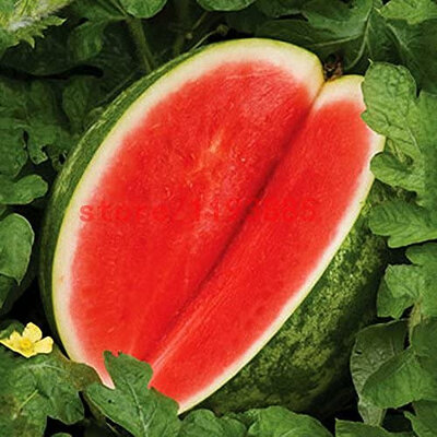 Pastèque sans pépin