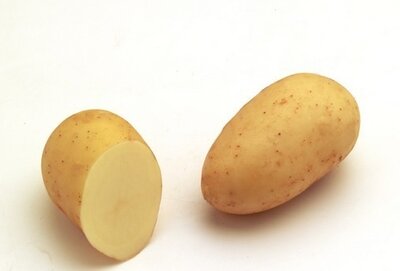 Pommes de terre charlotte nouvelles