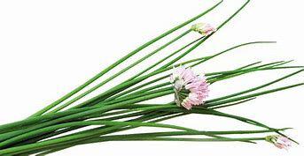 Bouquet de ciboulette