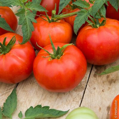 Tomate ronde rouge bio