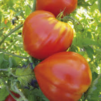 Tomate coeur de boeuf bio