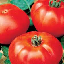 Tomate marmande bio