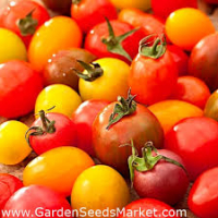 Tomate cerise en mélange bio