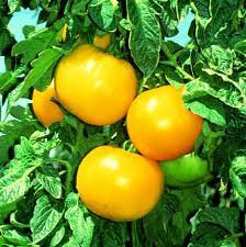Tomate ronde jaune bio