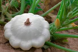 Pâtisson