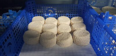 Lot chevre x4 mix