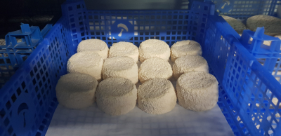 Chevre pour salade ou toasts