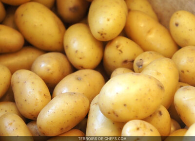 Pomme de terre grenaille bio