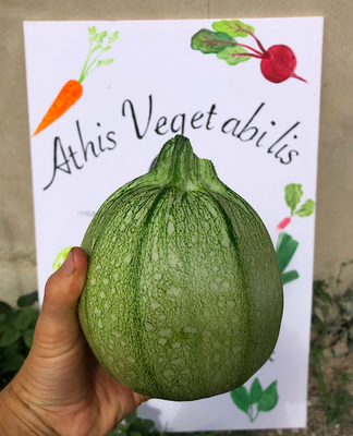 Courgette ronde