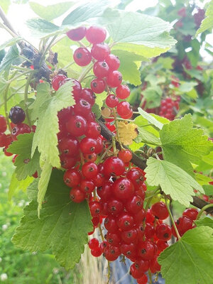 Groseilles égrappées surgelées 1kg
